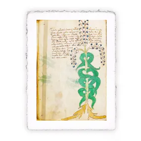 Stampa del Manoscritto Voynich - soggetto 102